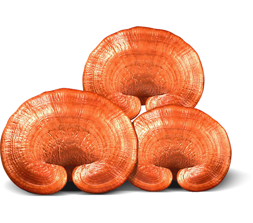 Nước giải khát bổ dưỡng, tinh túy từ thiên nhiên