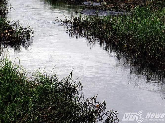 Cây cỏ phía cuối nguồn cũng bám đầy than, héo rũ theo dòng nước đổ ra vịnh.