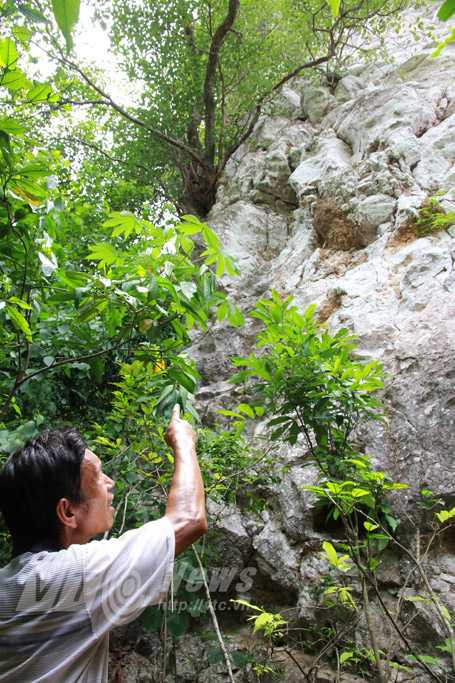 Ông Chiển chỉ vách đá dựng đứng, nơi có những quan tài thân cây nhét trong hốc, vết nứt của núi