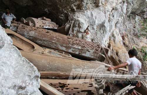 Mộ thân cây tràn ngập trong hang 