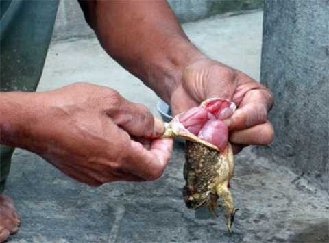 (Ảnh minh họa) (Ảnh minh họa)