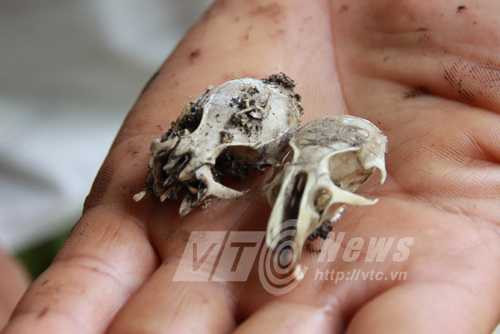 Đại bàng ăn chuột, sóc, thải ra xương sọ Đại bàng ăn chuột, sóc, thải ra xương sọ