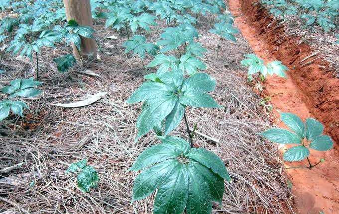 Tại các vườn tam thất trên Lào Cai, hoa tam thất bao tử lúc nào cũng trong tình trạng cháy hang