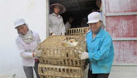 Với giá gà hiện nay, hộ nuôi gà công nghiệp trắng ở xã Thanh Bình (Chương Mỹ, Hà Nội) đang lỗ 5.000-6.000 đồng/kg.