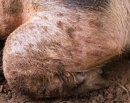 Móng thứ 5 của con lợn khiến nhiều người đồn thổi. Móng thứ 5 của con lợn khiến nhiều người đồn thổi.