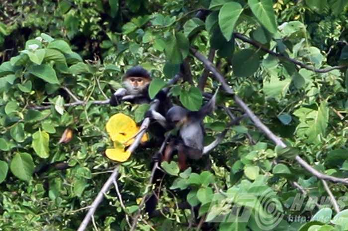 Loài voọc chà vá chân nâu quý hiếm tại khu nghỉ dưỡng InterContinetal Danang Sun Peninsula 