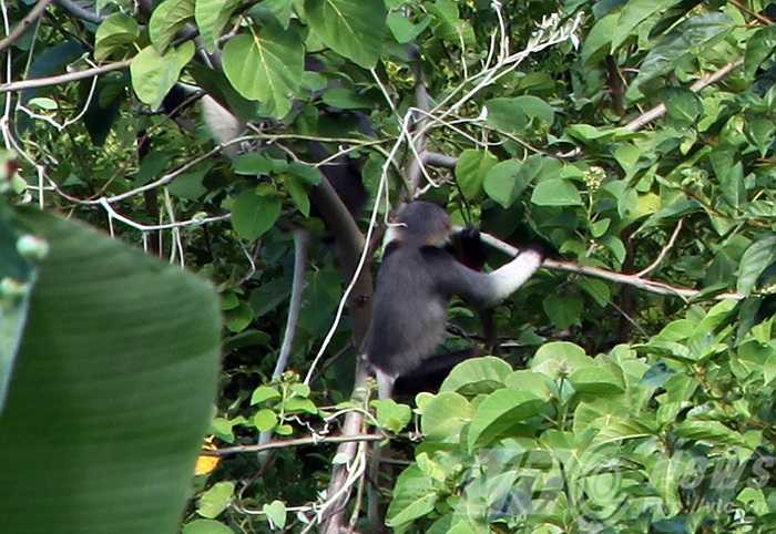 Nơi đây trở thành ngôi nhà của loài linh trưởng này