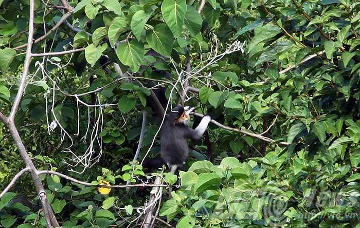 Chính vì vậy, nơi đây trở thành môi trường sống của loài linh trưởng này