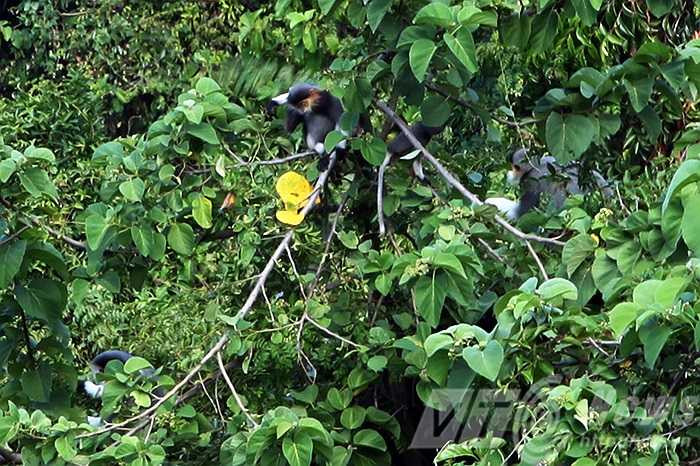 Sinh hoạt của loài trinh trưởng như chưa hề có dấu ấn của con người