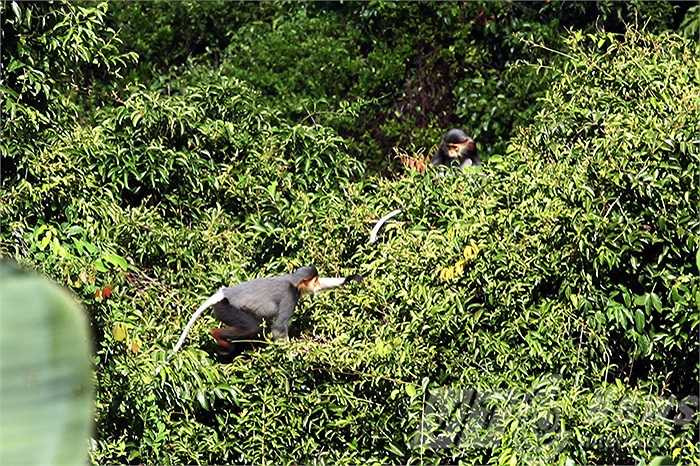 Tự do đi lại và sinh hoạt bầy đàn