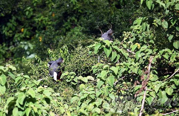Đến đây, du khách có thể trải nghiệm nhiều cảm xúc với loài linh trưởng được xem là 'nữ hoàng' này
