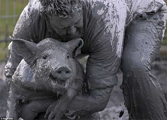 Người tham dự vùi mình trong bùn để tìm cách khống chế lợn
