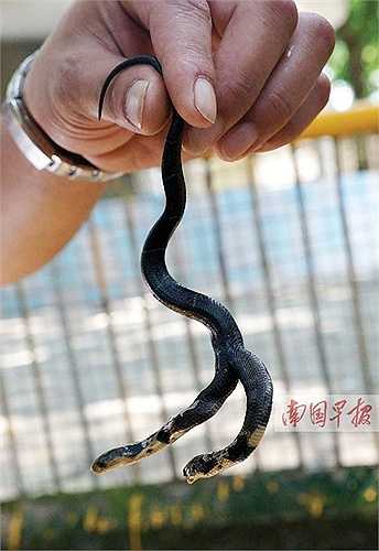 Ông Lâm - một người kinh doanh rắn ở Trung Quốc đã hành nghề được 10 năm. Cuối tháng 7 vừa qua, ông cùng công nhân lấy rắn từ các vỏ trứng đã vỡ thì phát hiện một con rắn 2 đầu