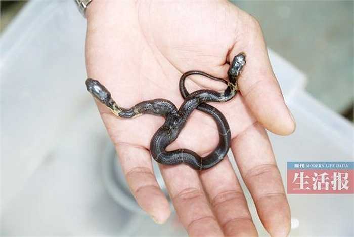 Con rắn này là giống rắn hổ mang. Ông giữ lại bởi có thể bán được với giá cao. Tuy nhiên, 2 ngày được để ở nhà ông Lâm, con rắn không ăn hay uống gì