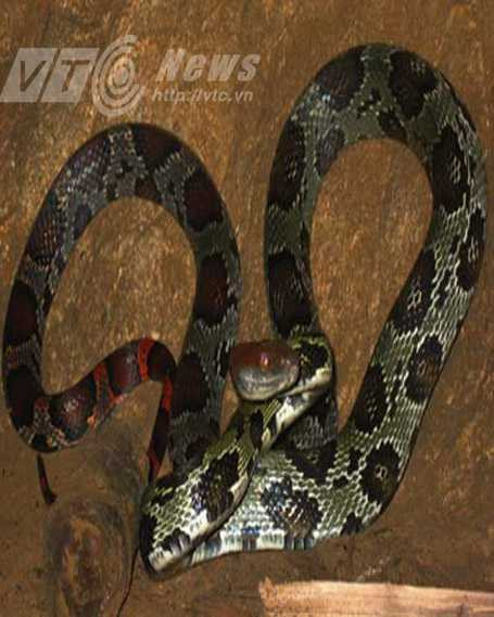Có thể loài rắn xuất hiện ở đền Cấm là loài sọc đuôi khoang