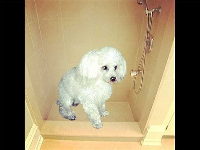Các siêu giàu thường nuông chiều hết mực thú cưng của mình. Và xu hướng mới nhất hiện nay đó là xây phòng tắm sang chảnh với vòi hoa sen hiện đại trị giá 45 triệu USD (khoảng 980 tỷ đồng) cho các chú chó.