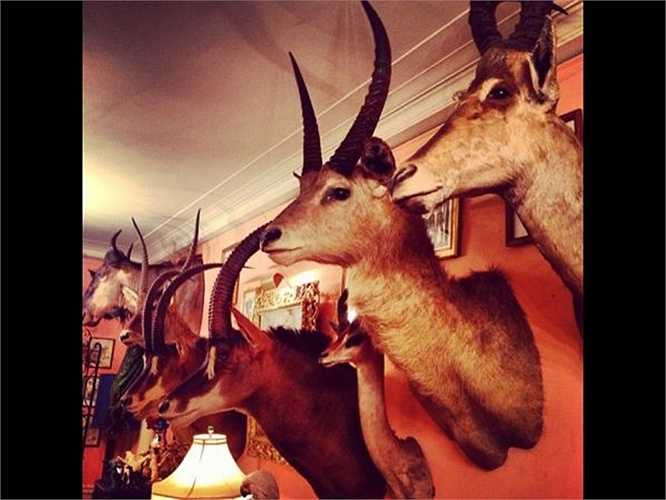 Các nhà siêu giàu còn hay sắm những bộ sưu tập đầu thú với giá hàng triệu USD cho căn hộ của họ.