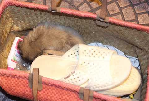 Hình ảnh chú chó nhỏ nằm ngoan ngoãn trong hộp đánh giày.