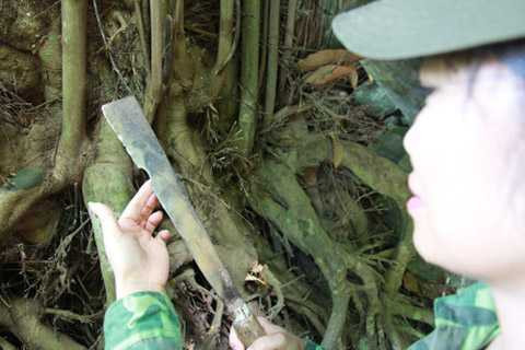 Rễ lan co sai cứng đến nỗi mẻ cả lưỡi dao