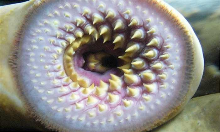 Cá mút đá biển Sinh vật kỳ quái này không có hàm nhưng lại sở hữu rất nhiều răng. Cá mút đá biển là động vật ký sinh. Nhờ hàng trăm chiếc răng sắc nhọn, chúng có thể dễ dàng tấn công và ăn thịt một con cá lớn. 