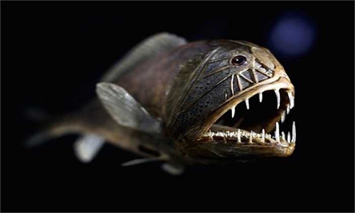 Cá răng nanh Loài cá này có cùng tên gọi với con cá chình ở trên bởi nó cũng sở hữu những chiếc răng nhọn không kém. 