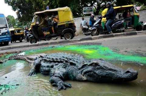 Trước đó, người ta đã dùng cá sấu để gây ảnh hưởng