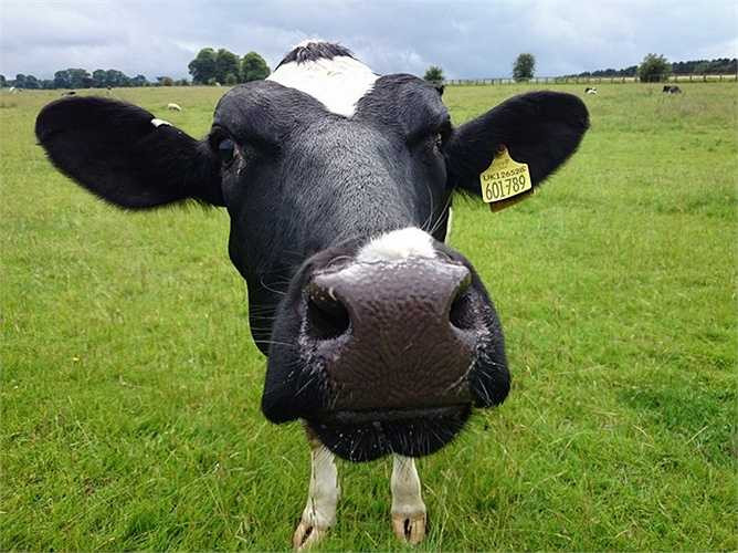 Theo nhân viên Google Douglas Edwards, Brin còn là người hài hước. Edwards cho biết khi phỏng vấn, nhà đồng sáng lập Google còn mặc trang phục như một chú bò. Vào ngày Cá tháng Tư, anh thông báo cho các nhân viên Google đang mang bầu rằng sẽ tổ chức lớp học sinh sản.