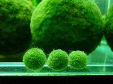 Những quả cầu rêu xanh Nhật Bản đường kính 1 cm giá 65.000-80.000 đồng có thể di chuyển trong nước. 