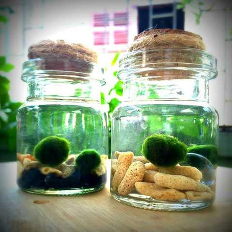 Người chơi thường gọi tảo cầu xanh Nhật Bản là thú cưng bởi chúng không những di chuyển được mà còn có thể sinh sản.