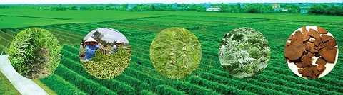 Dự án phát triển vùng dược liệu bền vững theo tiêu chuẩn GACP-WHO đang triển khai tại Nam Định, Hà Giang Dự án phát triển vùng dược liệu bền vững theo tiêu chuẩn GACP-WHO đang triển khai tại Nam Định, Hà Giang