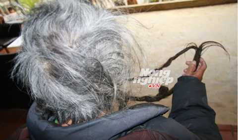 Mái tóc của lão Páo dài gần 3m Mái tóc của lão Páo dài gần 3m