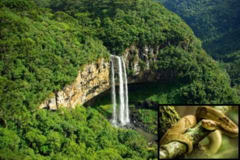 Thám hiểm đảo rắn, Brazil Thám hiểm đảo rắn, Brazil