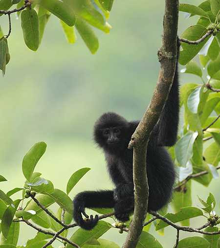 Vượn Mang Vít. Ảnh sưu tầm