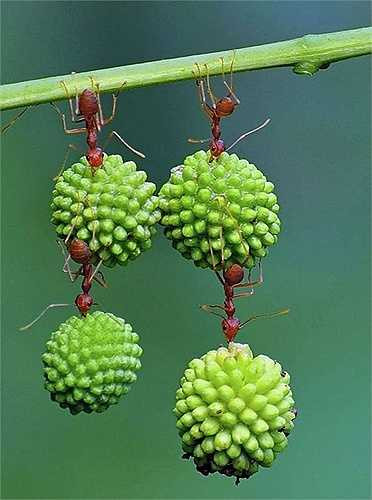 Tờ Daily Mail đã công bố những bức ảnh cận cảnh siêu nét về quá trình vận chuyển quả trong rừng của loài kiến ở Indonesia