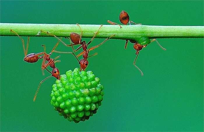 Chúng liên tục có sự tiếp sức cho nhau ở từng đoạn để vận chuyển quả về tổ