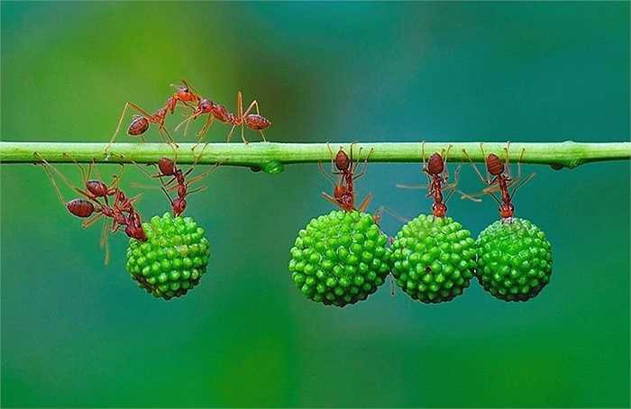 Thậm chí chúng đã làm cho các quả kết dính với nhau để có thể vận chuyển được nhanh hơn