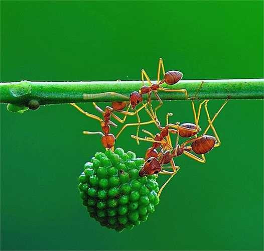 Chúng có thể kết thành đàn để hỗ trợ nhau khi gặp khó khăn. Hình ảnh phóng cực đại đã cho thấy được sức mạnh ngoạn mục của loài kiến