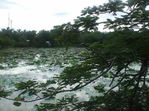 Ao sen được nhắc đến trong bài sấm bí ẩn hiện nay vẫn còn Ao sen được nhắc đến trong bài sấm bí ẩn hiện nay vẫn còn