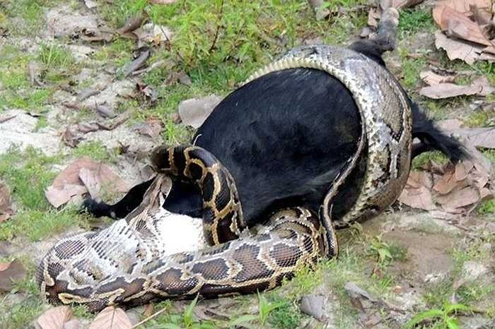 Mãng xà đá xuất hiện ở hầu hết vùng miền của Ấn Độ, nhiều ở chân đồi núi đá, mưa rừng nhiệt đới hay các thung lũng, dòng sông... 