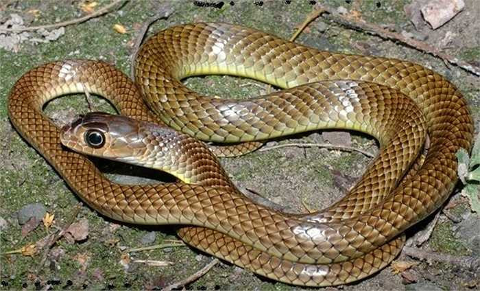 Rắn chuột. Rắn chuột Ấn Độ xếp thứ ba danh sách với chiều dài 2,3m. Ở Việt Nam, rắn chuột Ấn Độ quen thuộc với tên rắn hổ trâu hay rắn long thừa, rắn hổ trèo, rắn hổ dện, rắn ráo trâu… Người dân địa phương thường gọi là Dhaman, trong khi trên sách khoa học, chúng có tên Ptyas mucosa. Rắn chuột Ấn Độ thuộc họ rắn nước. Tùy vào môi trường sống, chúng có màu sắc khác nhau. Tốc độ di chuyển của Dhaman xếp hạng nhất ở Ấn Độ, tuy nhiên, thường bị rắn hổ mang chúa Ấn Độ biến thành mồi ngon. 