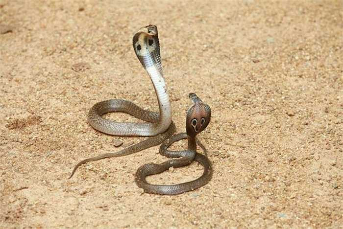 Rắn hổ mang: 1,8m. Rắn hổ mang Ấn Độ dài 1,8m, được dân địa phương gọi là Nag hai Naja. Không chỉ sở hữu thân mình 'khủng', rắn hổ mang còn thuộc một trong 4 loài rắn độc chết người nổi tiếng được ghi nhận tại Ấn Độ. Trung bình hàng năm, loài rắn này gây ra cái chết của 1.000 người. Người dân Ấn Độ xem loài rắn này như linh thú trong lễ hội Nag Panchami. 