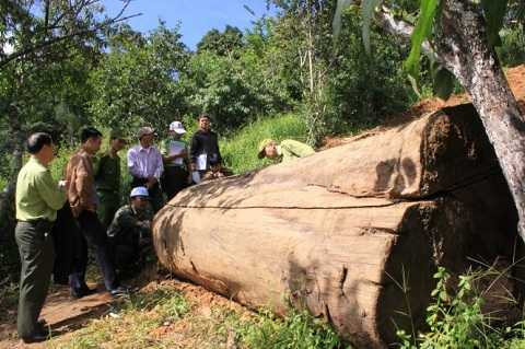 Lóng gỗ nằm ngay cạnh vườn hồ của người dân - Ảnh: ĐỨC HUY Lóng gỗ nằm ngay cạnh vườn hồ của người dân - Ảnh: ĐỨC HUY