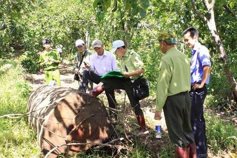 Lóng gỗ có đường kính cả mét nằm ngay trong vườn hồng của người dân - Ảnh: Đức Huy Lóng gỗ có đường kính cả mét nằm ngay trong vườn hồng của người dân - Ảnh: Đức Huy