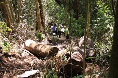 La liệt lóng gỗ nằm tại hiện trường và trên đường mòn mà lâm tặc đang dùng tời kéo gỗ ra - Ảnh: Đức Huy La liệt lóng gỗ nằm tại hiện trường và trên đường mòn mà lâm tặc đang dùng tời kéo gỗ ra - Ảnh: Đức Huy