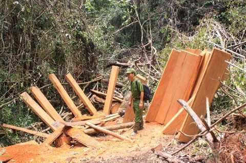 Số gỗ phách lâm tặc chưa kịp đưa ra khỏi hiện trường - Ảnh: Đức Huy Số gỗ phách lâm tặc chưa kịp đưa ra khỏi hiện trường - Ảnh: Đức Huy