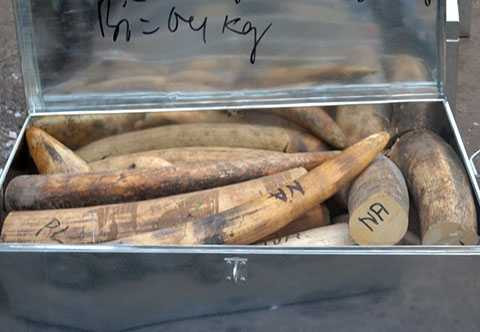 ngà voi, nhập lậu, phát hiện, buôn lậu, 2,2 tấn, Đà Nẵng, Hải quan, ở cảng Tiên Sa