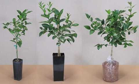 Có tiền cũng khó mua Giống chanh hình ngón tay được chào bán tại Úc với giá 500.000-1.000.000 đồng một cây. Ảnh: eBay. 