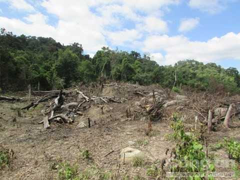 Khung cảnh trơ trọi khi một cánh rừng bị lâm tặc đốn hạ gỗ lớn, đốt rừng rậm. Khung cảnh trơ trọi khi một cánh rừng bị lâm tặc đốn hạ gỗ lớn, đốt rừng rậm.
