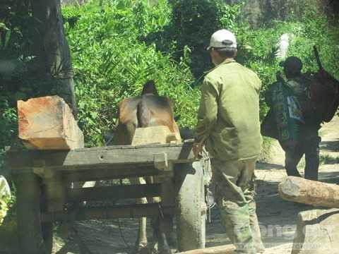 Dùng cộ bò để vận chuyển gỗ. Dùng cộ bò để vận chuyển gỗ.