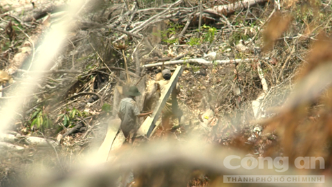 Lâm tặc vác gỗ dọc rừng. Lâm tặc vác gỗ dọc rừng.